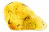 Polished Colombian Copal ( g) - Contains Flies and Beetle! #304261-1